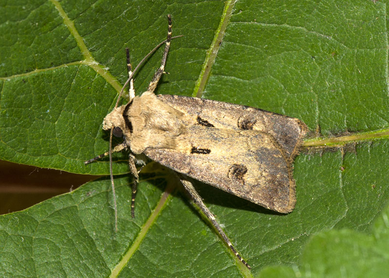 Noctuidae - Agrotis exclamationis